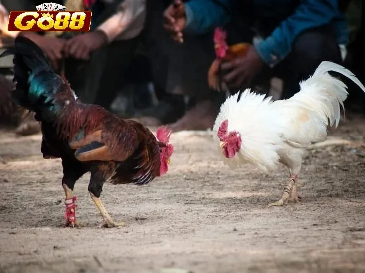 Đá Gà Nòi Go88 trong xu hướng giải trí hiện đại