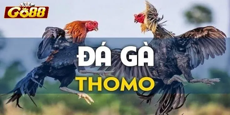 Vì sao nhiều người lựa chọn Đá Gà Thomo Go88?