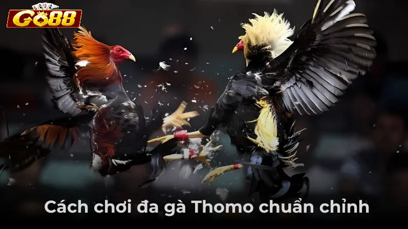 Kinh nghiệm theo dõi Đá Gà Thomo Go88 hiệu quả